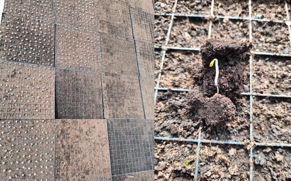 Ключевые аспекты выращивания рассады капусты № 2 | BIOM