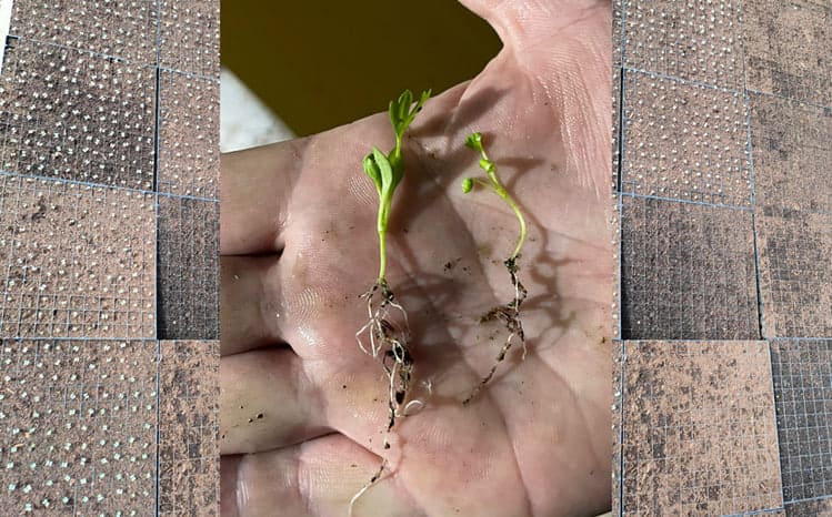 Ключевые аспекты выращивания рассады капусты № 3 | BIOM