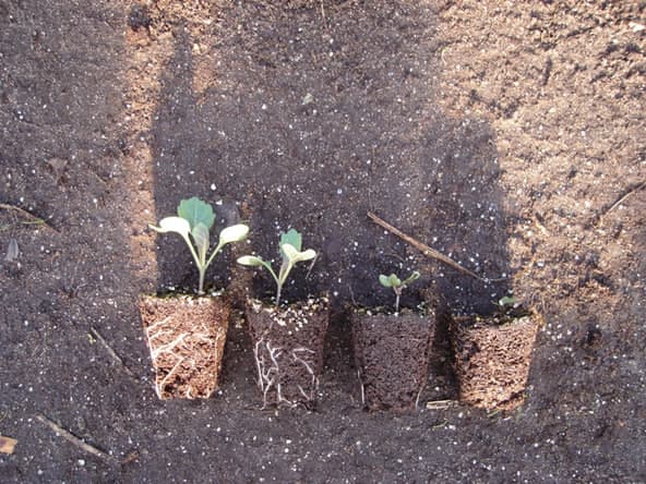 Ключевые аспекты выращивания рассады капусты | BIOM