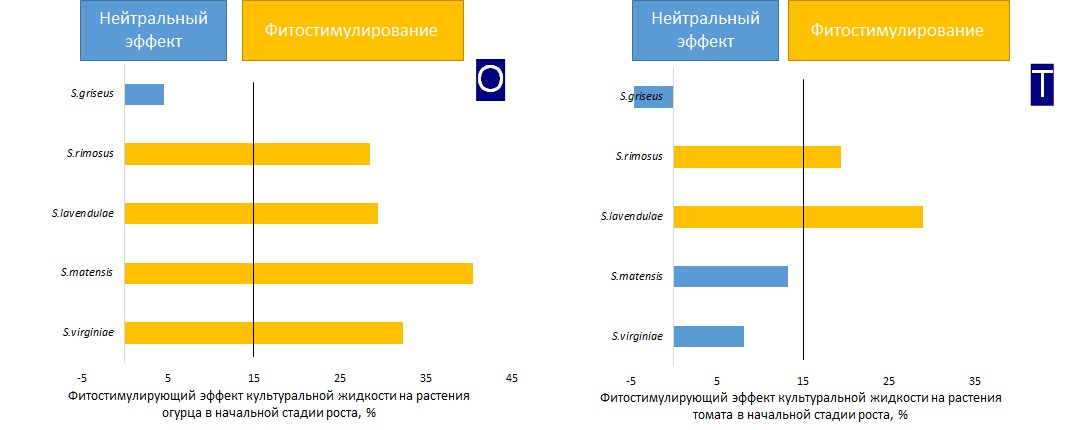 Фитостимулирующий эффект культуральной жидкости штаммов Streptomyces spp. по отношению к растениям огурца (О) и томата (Т) в начальной стадии роста (значения >15% указывают на наличие фитостимулирующего эффекта исследуемого штамма)