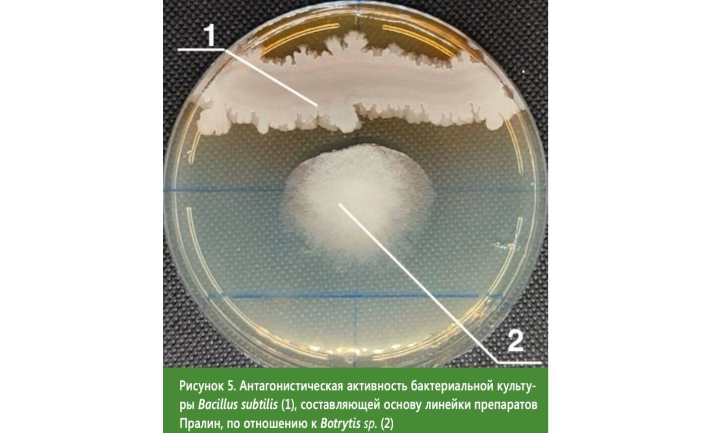 Антагонистическая активность бактериальной культуры Bacillus subtilis (1), составляющей основу линейки препаратов Пралин, по отношению к Botrytis sp. (2)