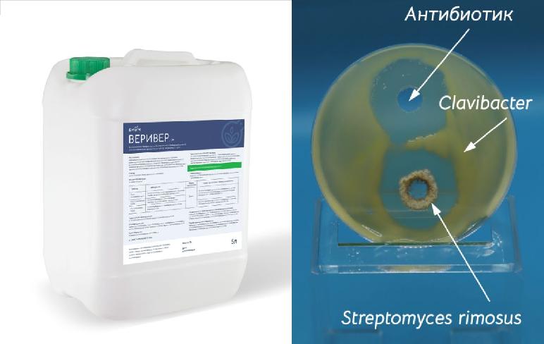 Использование Streptomyces для формирования ризосферы в субстрате