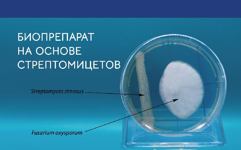 Бактерии рода Streptomyces sp.- основа препарата Веривер