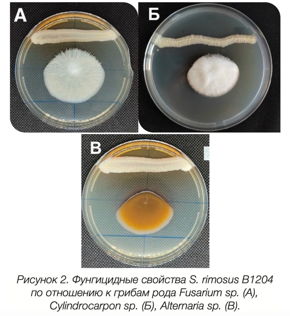 Фунгицидные свойства S. rimosus B1204 по отношению к грибам рода Fusarium sp. (А), Cylindrocarpon sp. (Б), Alternaria sp. (В).
