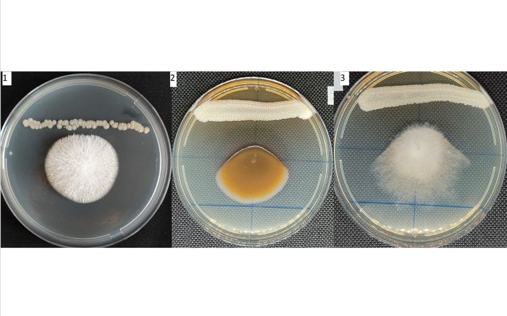 Фунгицидные свойства бактерий рода Streptomyces spp по отношениям к грибам рода Fusarium sp. (1), Alternaria sp (2), Botritis sp. (3) | BIOM