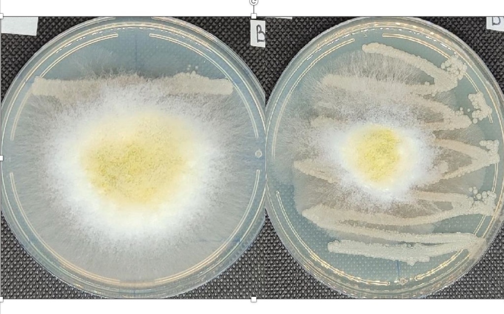 Проявление бактерицидных свойств Streptomyces sp по отношению к R. radiobacter (1) и C.michiganensis (2) | BIOM