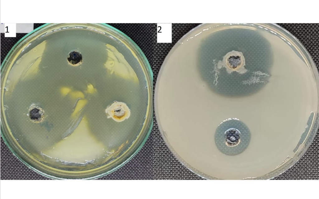 Отсутсвие проявления фунгицидных свойств, выбранного штамма Streptomyces sp., по отношению к грибу Trichoderma sp. | BIOM