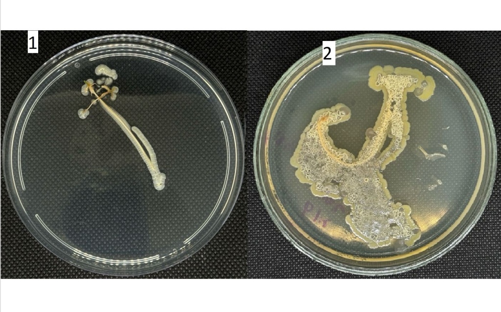 Развитие бактерий рода Streptomyces spp. на поверхности корневой системы томата (1) и огурца (2) | BIOM